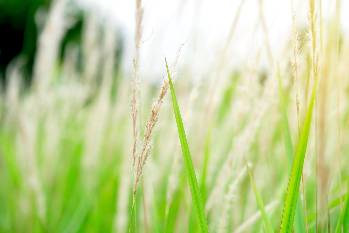 The grass flower is blowing in the wind in the open space, resting time. photo