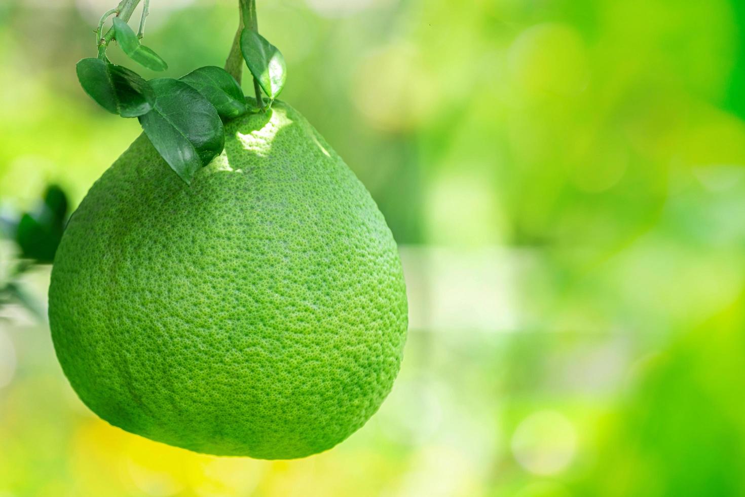 pomelo cuelga con una rama en el árbol de pomelo en la granja, sobre el desenfoque de la naturaleza verde y el fondo matutino de la luz del sol bokeh foto