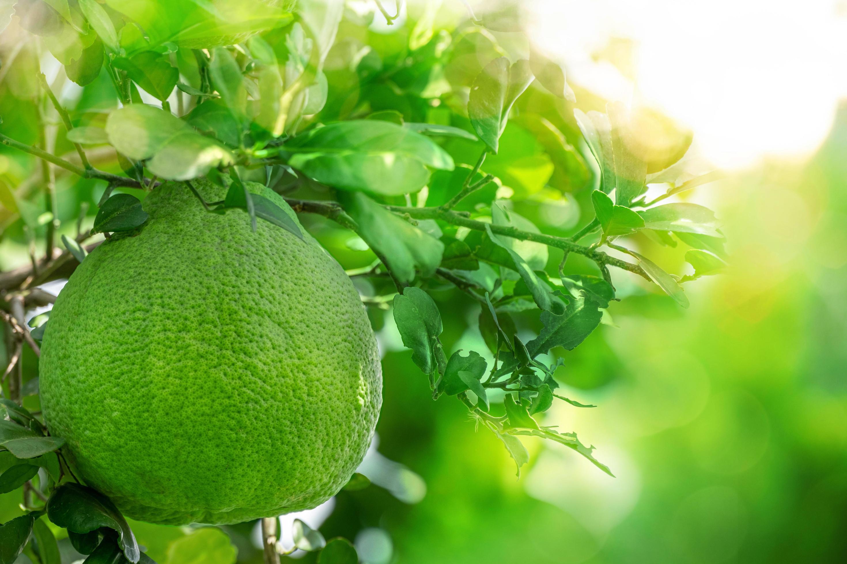 pomelo hang with branch on the pomelo tree in farm, on green nature