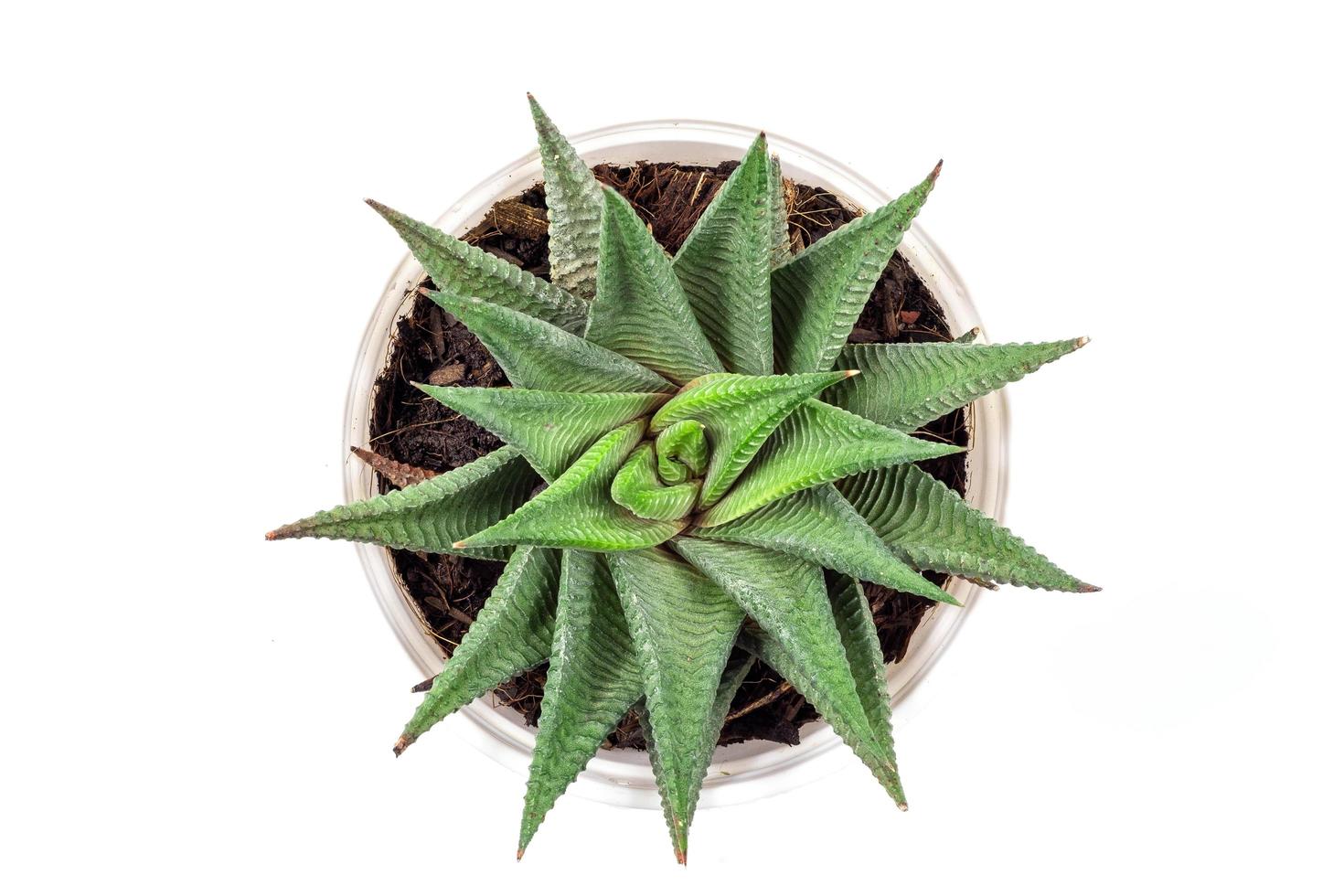 Top view of small cactus plant in white pot - Haworthia limifolia isolate on white background,Haworthia limifolia Marloth,File Leafed Haworthia, Fairies Washboard photo