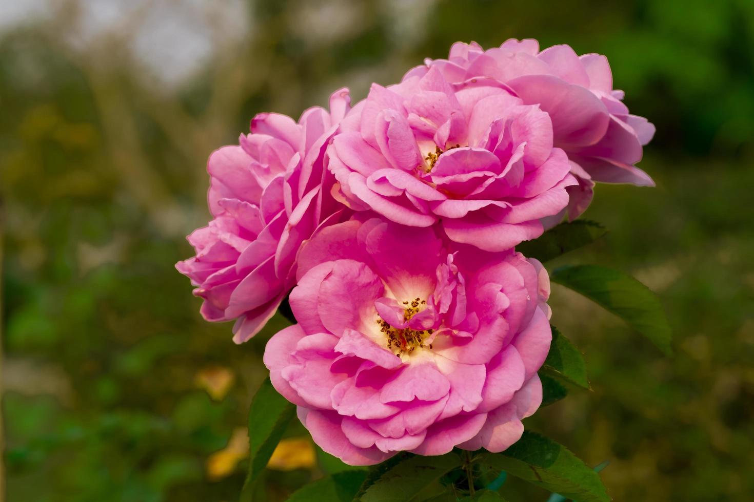 rosa rosa, flores rosas, primer plano rosa rosa su nombre rosa elizabeth en alta definición, pétalos selectivos y foco de polen y entre hojas verdes fondo borroso, macro foto