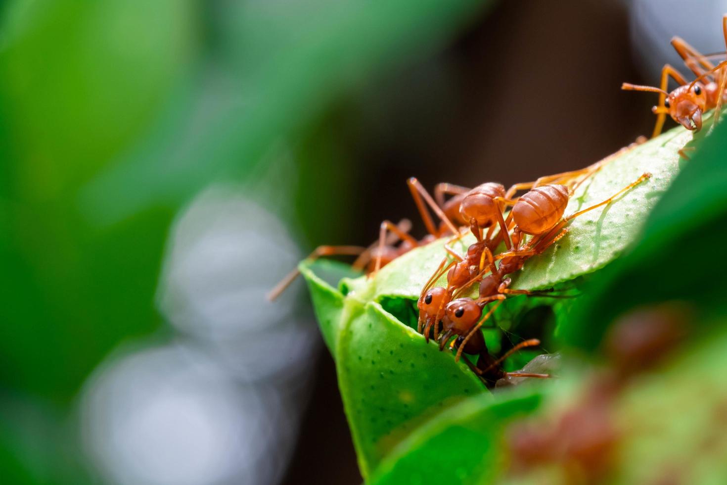 hormiga roja, trabajo en equipo de acción de hormigas para construir un nido, hormiga en hoja verde en el jardín entre hojas verdes fondo borroso, enfoque ocular selectivo y fondo negro, macro foto