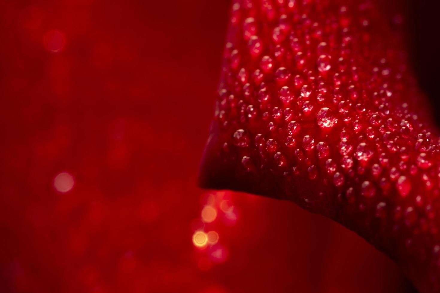 flor de rosa roja, rosa de chiang mai, entre hojas verdes, fondo borroso, punto de gota de agua de enfoque selectivo en pétalos y desenfoque alrededor, macro rosa foto