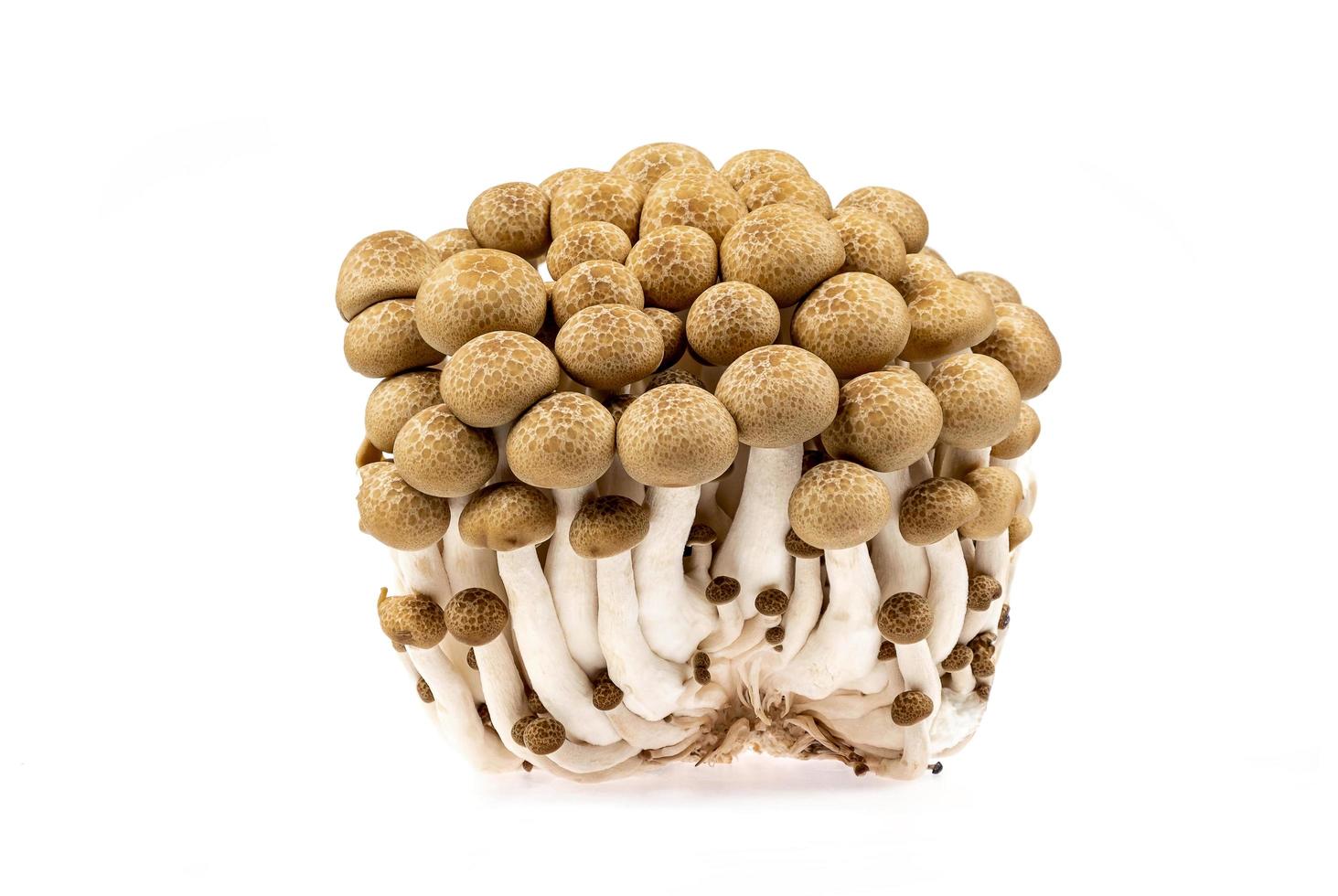 Brown shimeji mushrooms isolated on white background whit clipping path. Japanese food photo