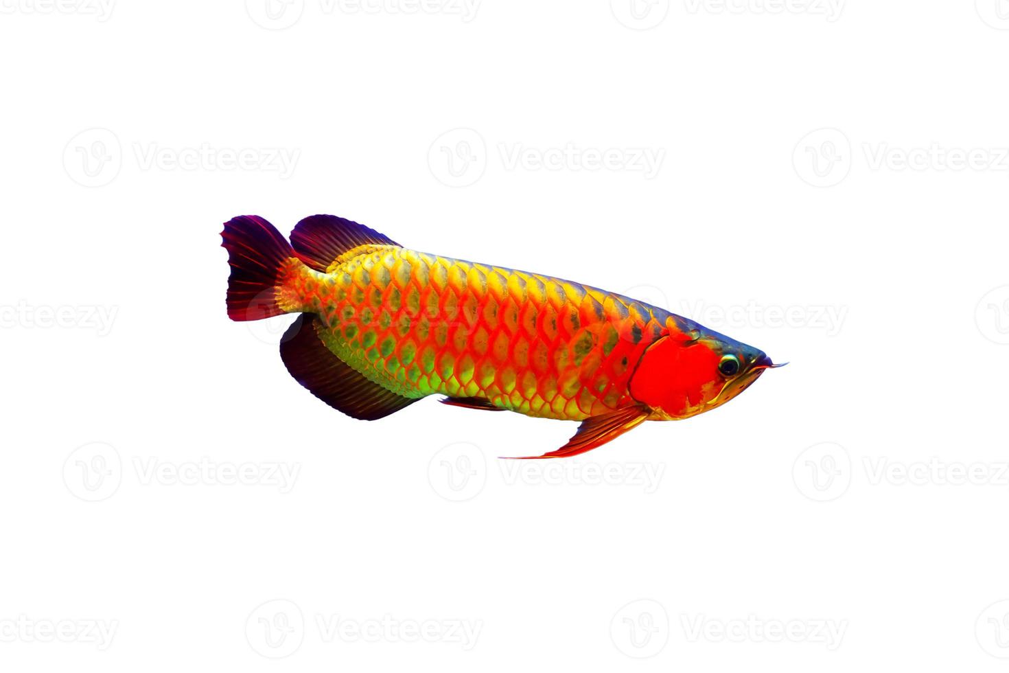 Beautiful asian arowana fish Isolate on white Background. photo