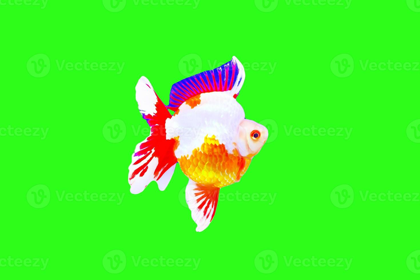 Goldenfish isolate on green background. photo