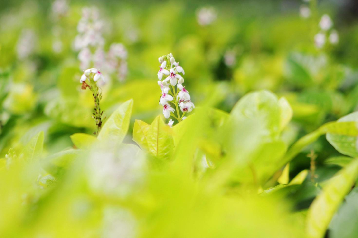 las flores que a menudo prosperan en los parques de Yakarta son un tipo de planta llamada lupino foto