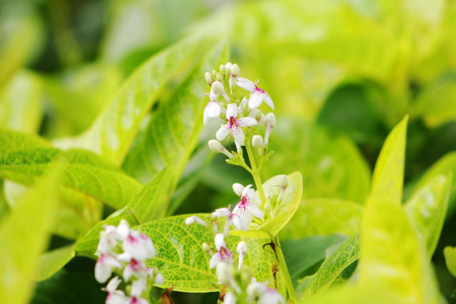 las flores que a menudo prosperan en los parques de Yakarta son un tipo de planta llamada lupino foto