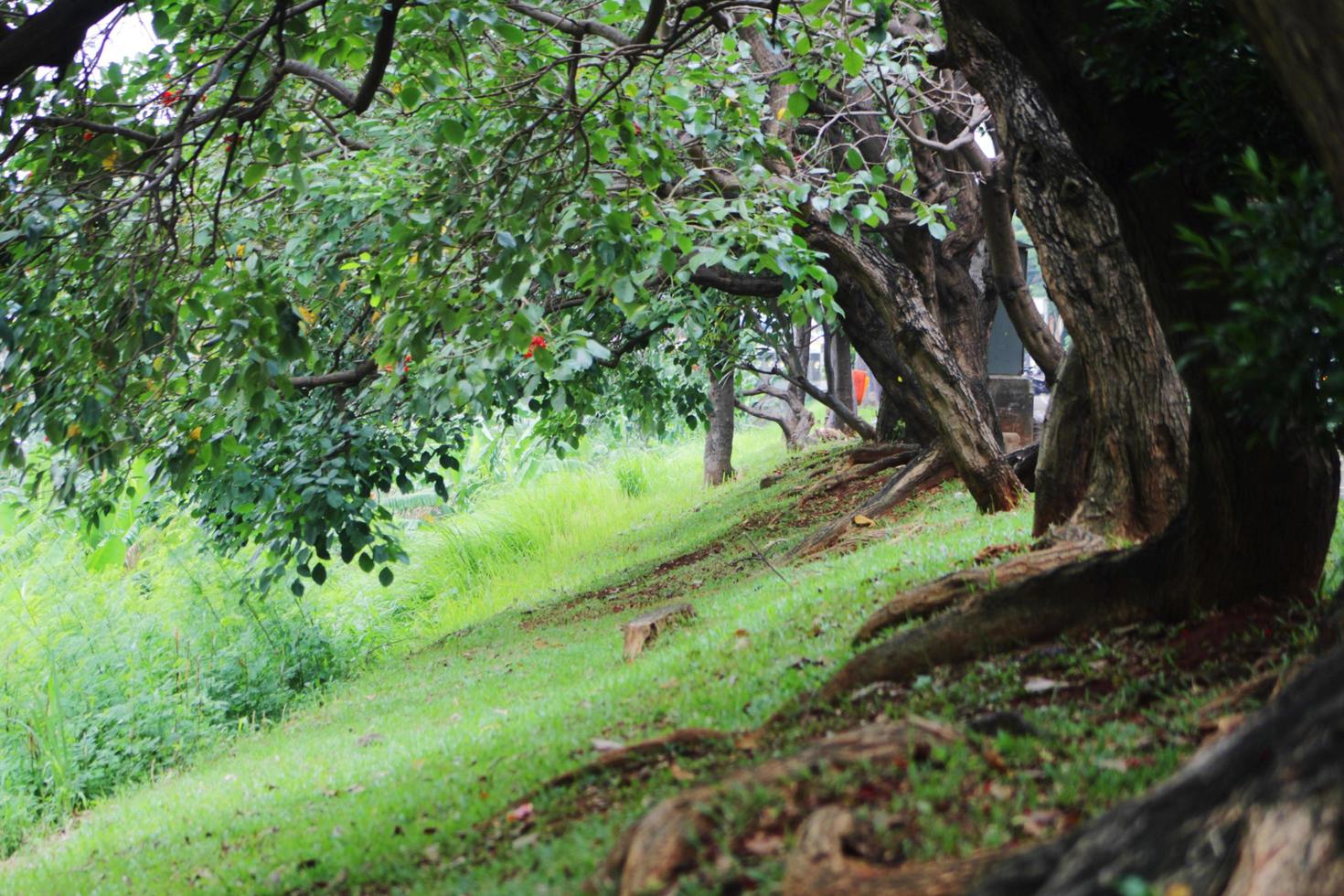 Portrait of a city park with the beauty of its fresh green plants photo