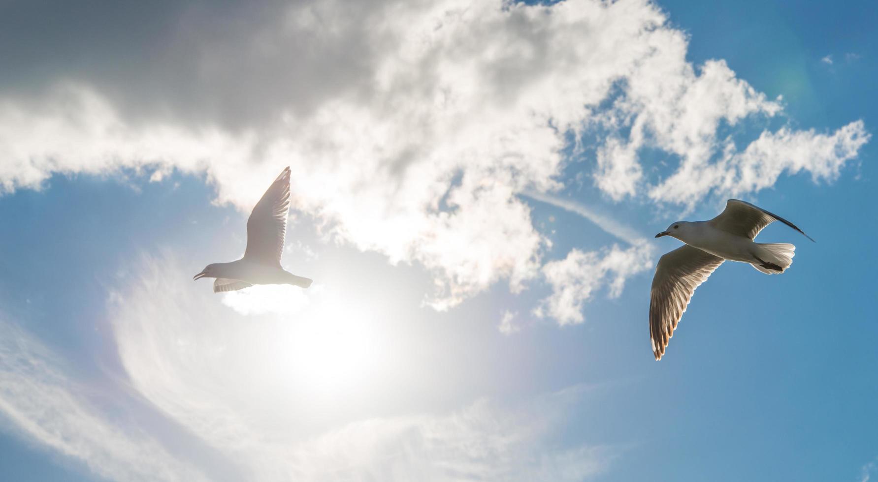 un par de pájaros de gaviotas volando en el cielo. foto