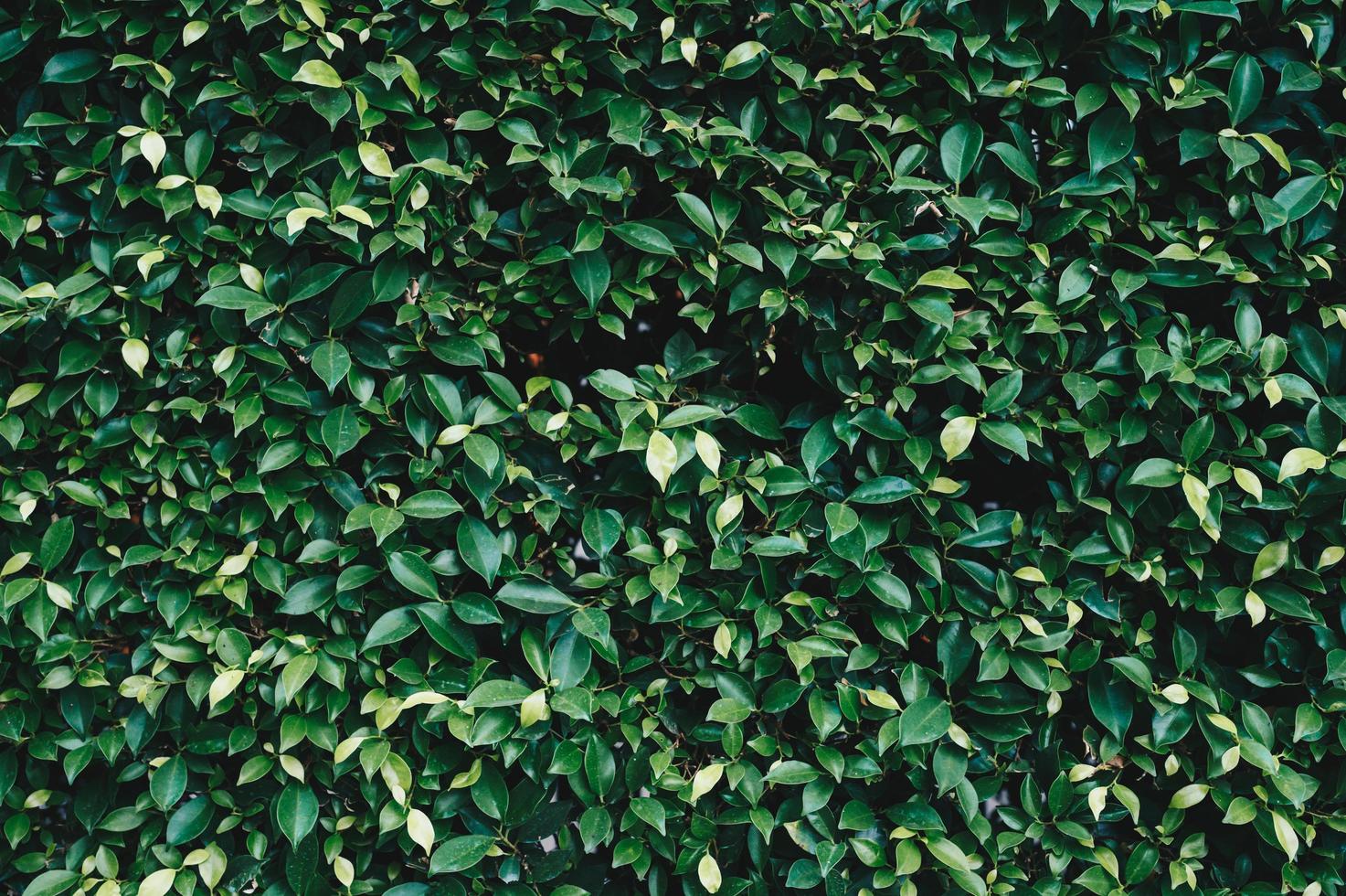 Full frame shot of green leaf background. photo