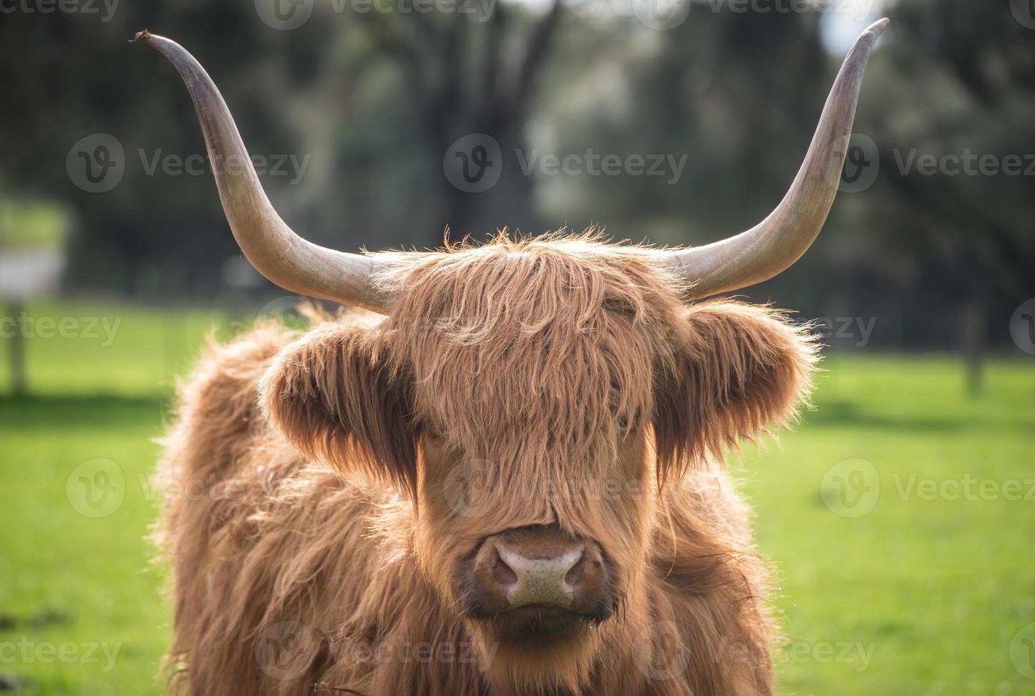 la vaca de las tierras altas en la granja de la isla de churchill en la isla de phillip, estado de victoria de australia. foto