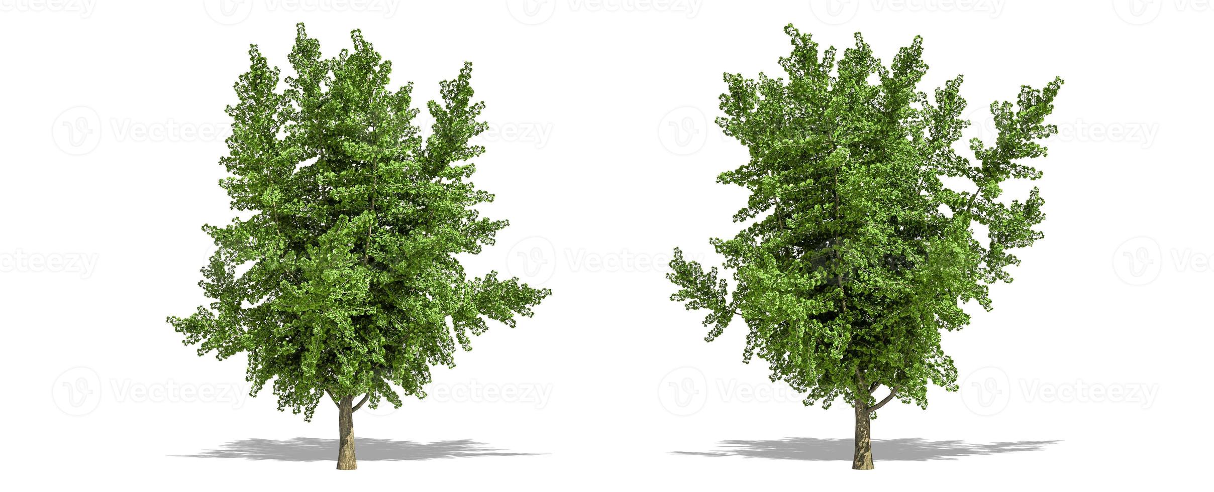 Beautiful Ginkgo biloba tree isolated and cutting on a white background with clipping path. photo