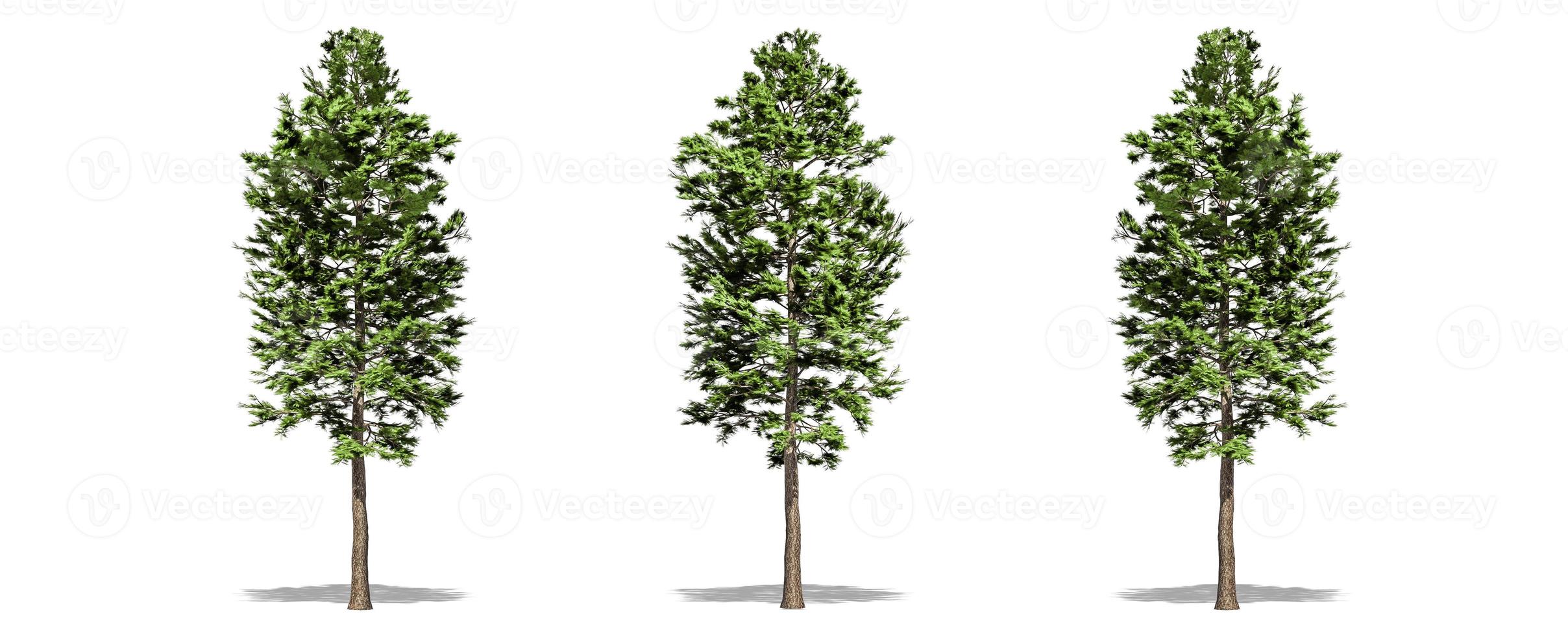Beautiful Pinus sylvestris tree isolated and cutting on a white background with clipping path. photo
