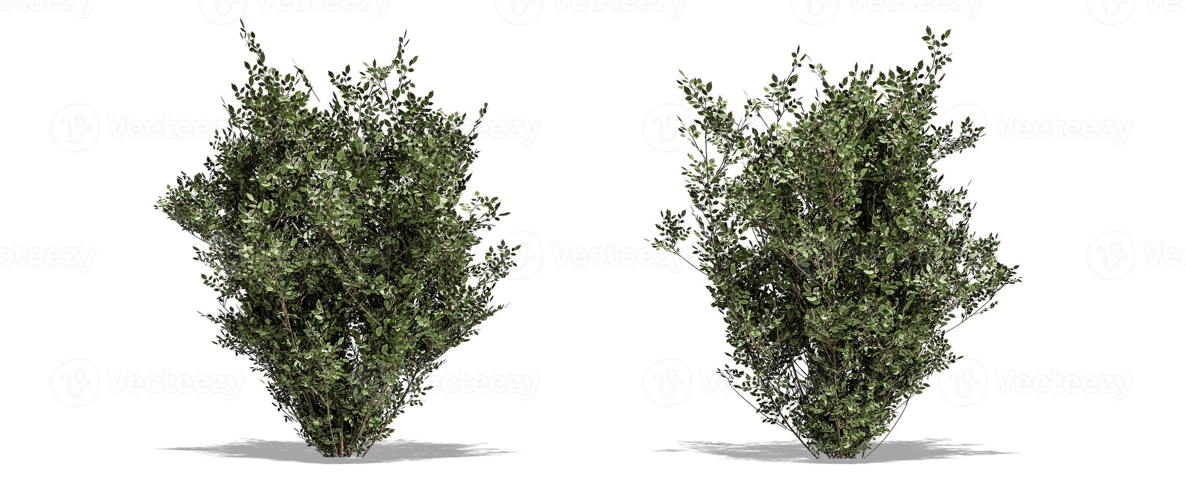 Beautiful tree isolated and cutting on a white background with clipping path. photo