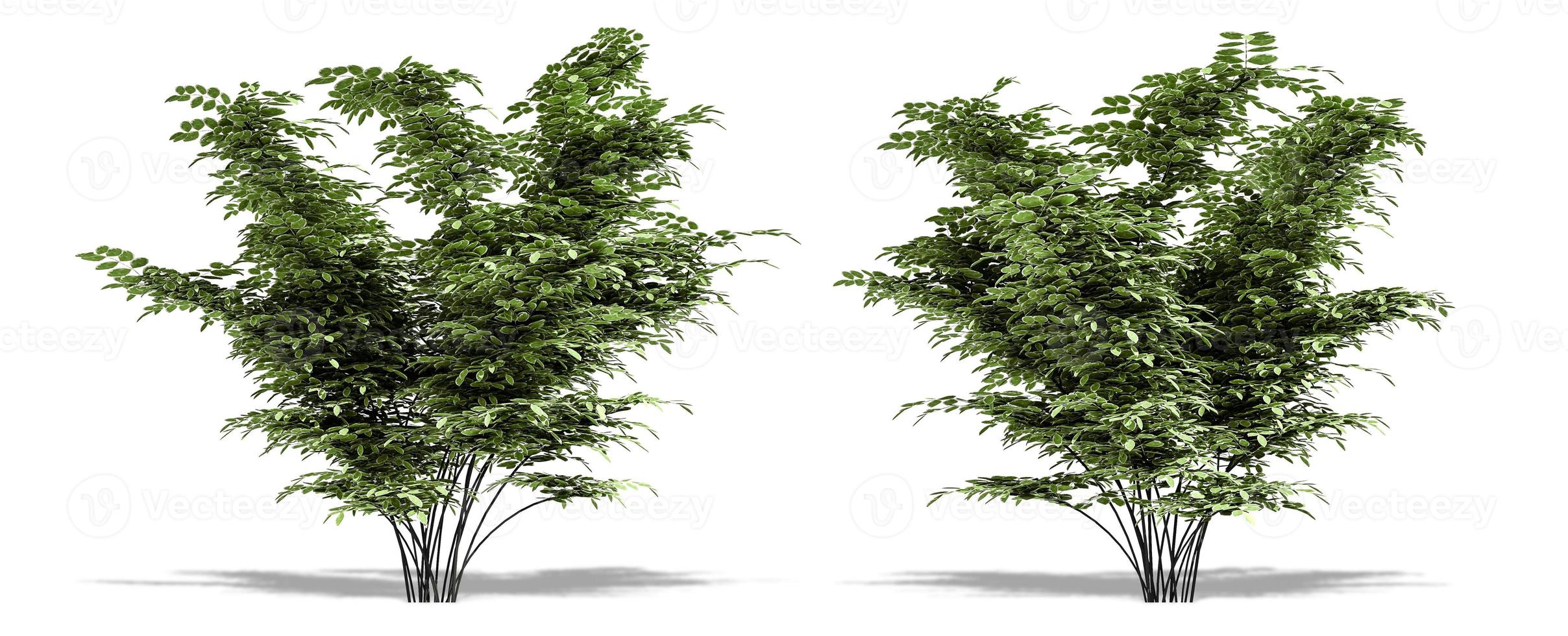 Beautiful tree isolated and cutting on a white background with clipping path. photo