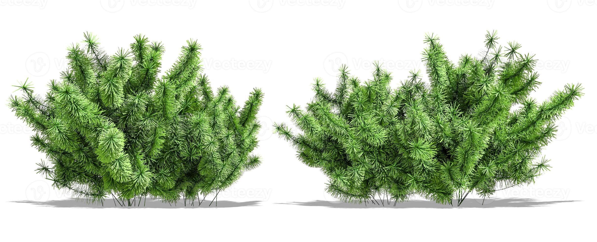 Beautiful tree isolated and cutting on a white background with clipping path. photo