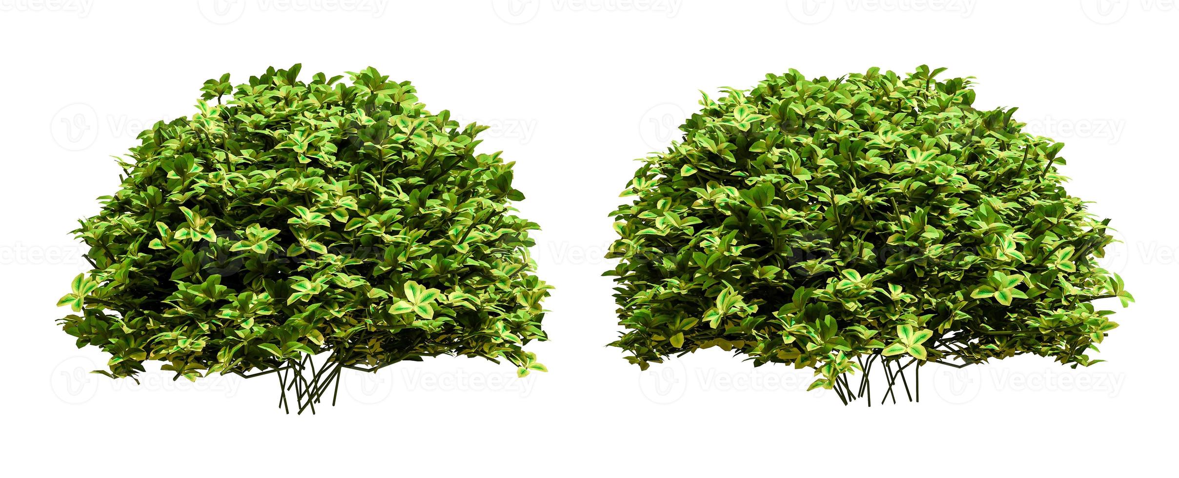 Beautiful tree isolated and cutting on a white background with clipping path. photo