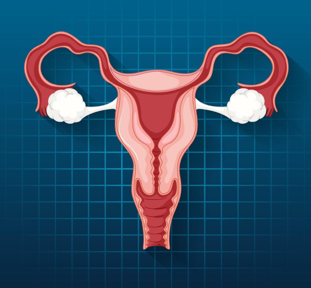 Human internal organ with uterus vector