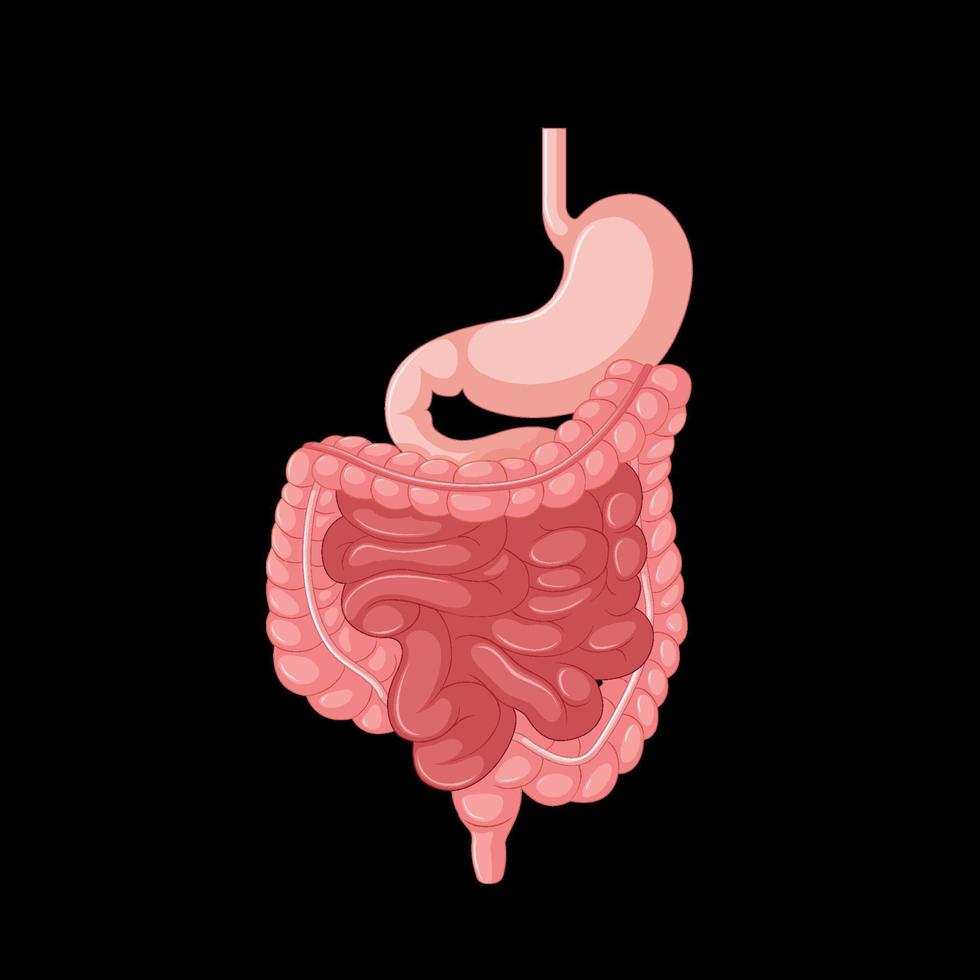 Human internal organ with intestine vector