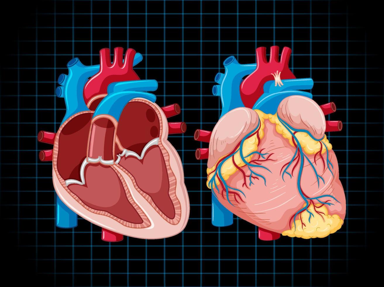 Human internal organ with heart vector