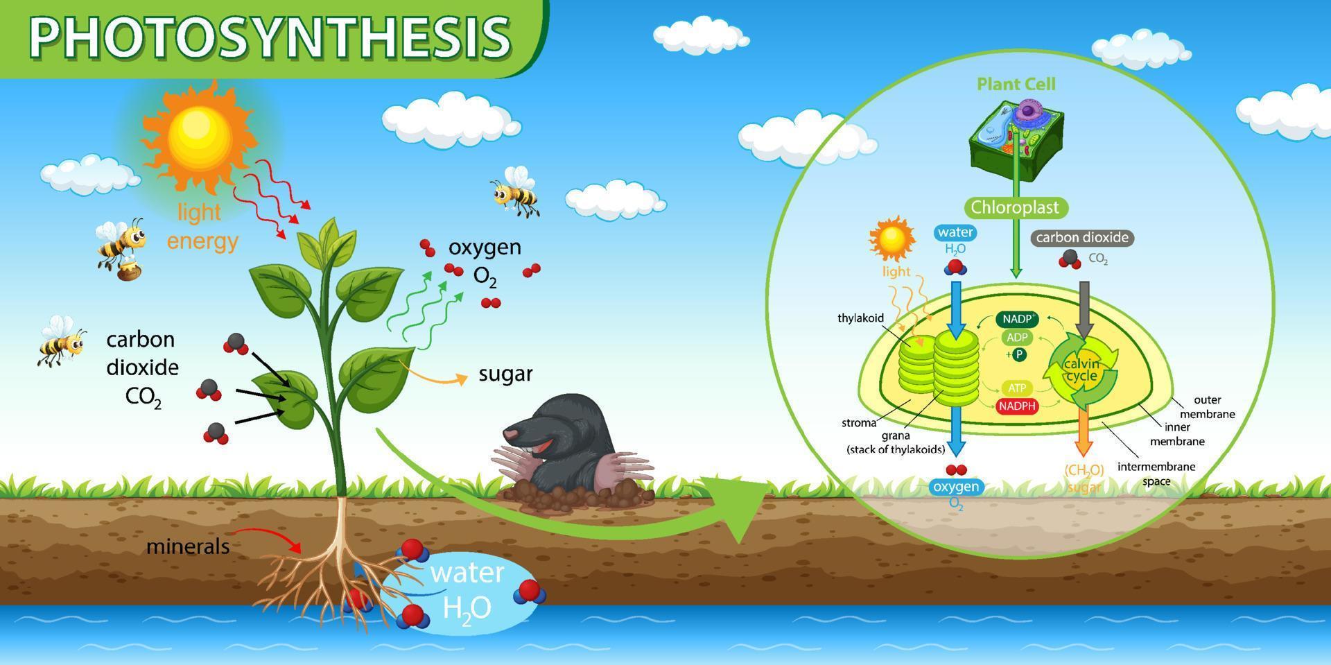 diagrama que muestra la fotosíntesis en la planta vector