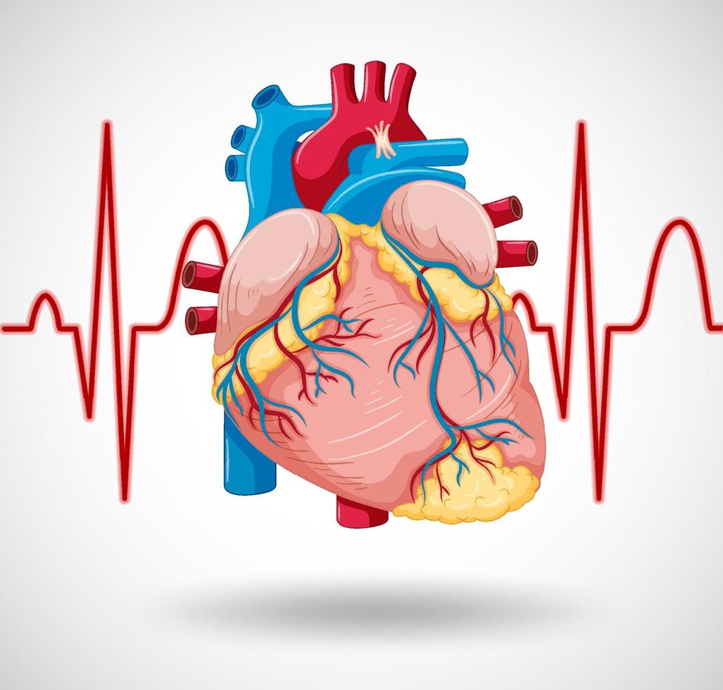 Human internal organ with heart vector