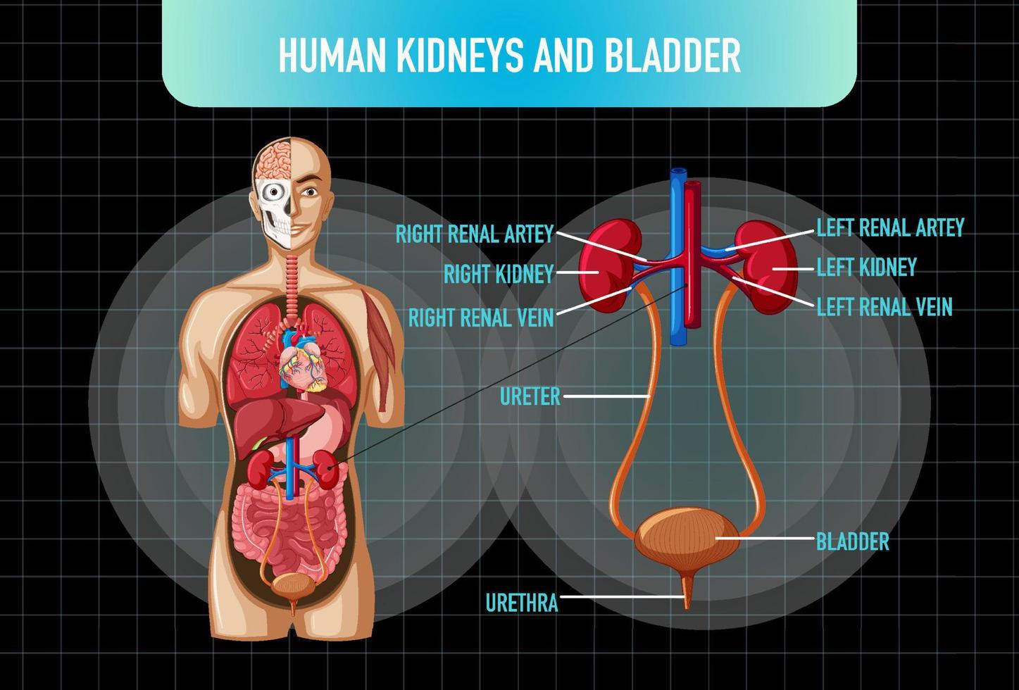 órgano interno humano con riñones y vejiga vector