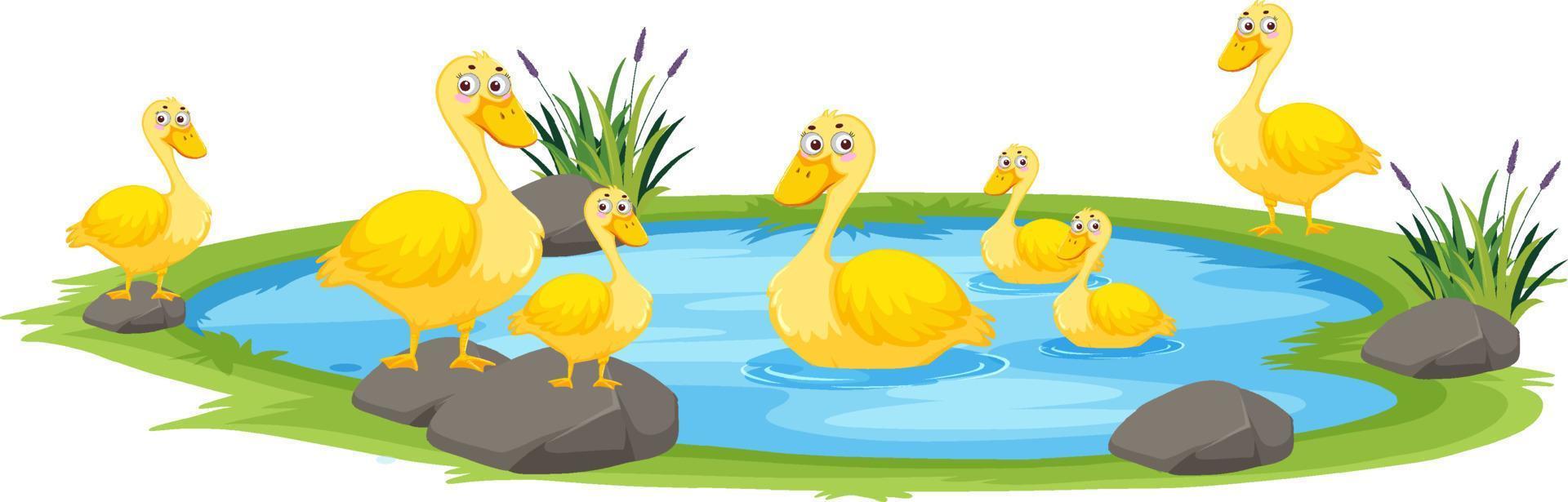 Duck in the pond on white background vector