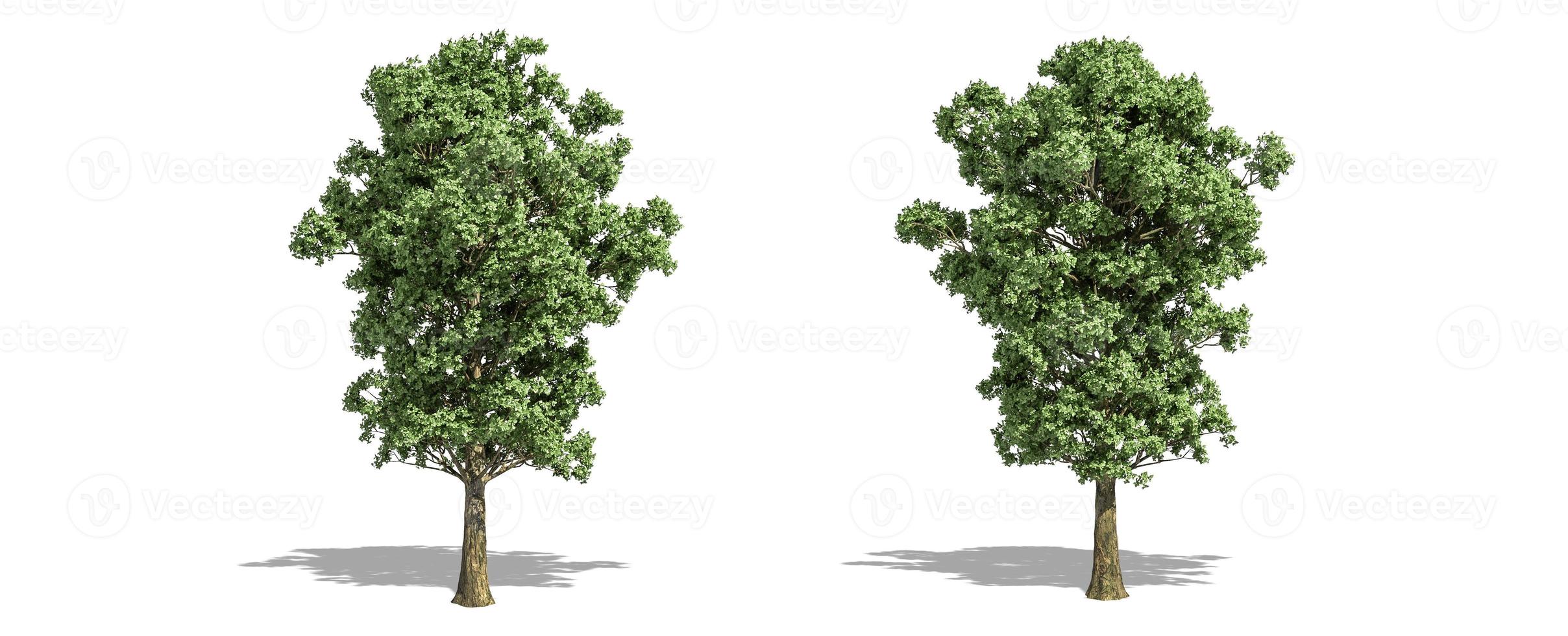 Beautiful populus x canescens tree isolated and cutting on a white background with clipping path. photo