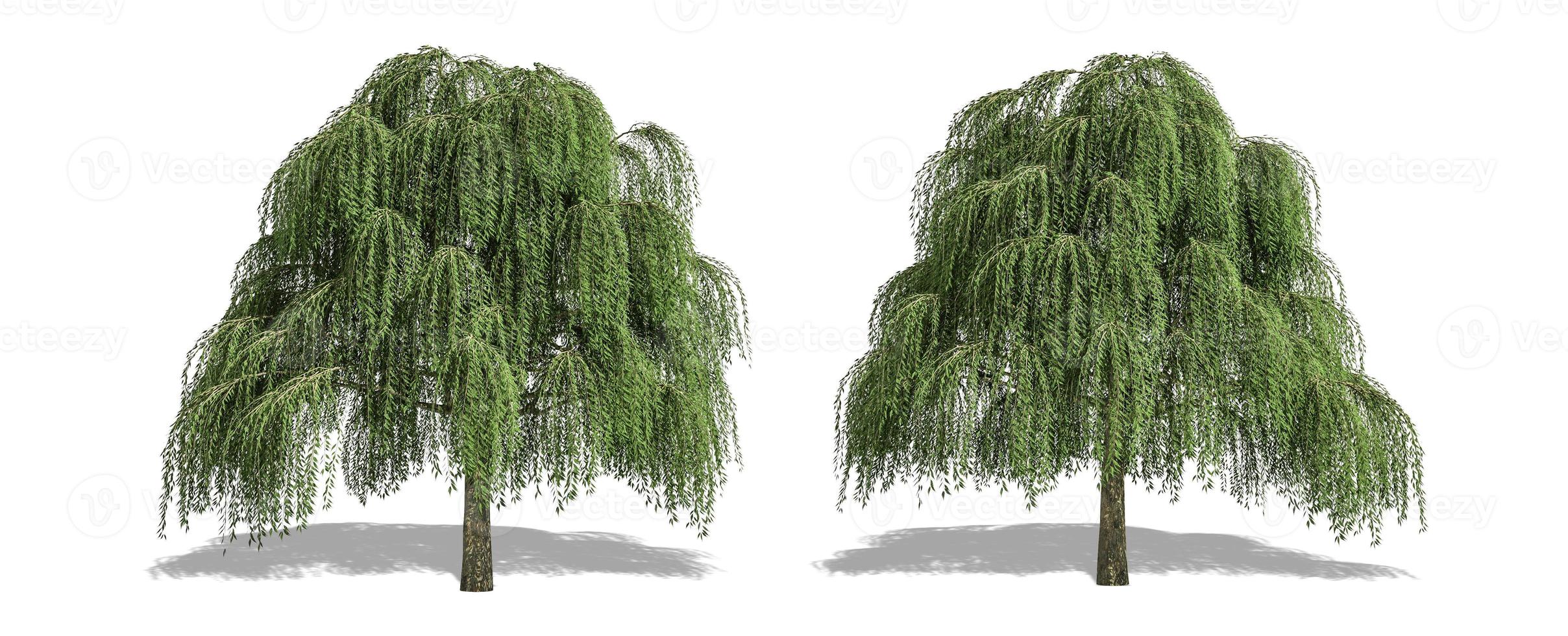 Beautiful Salix tree isolated and cutting on a white background with clipping path. photo