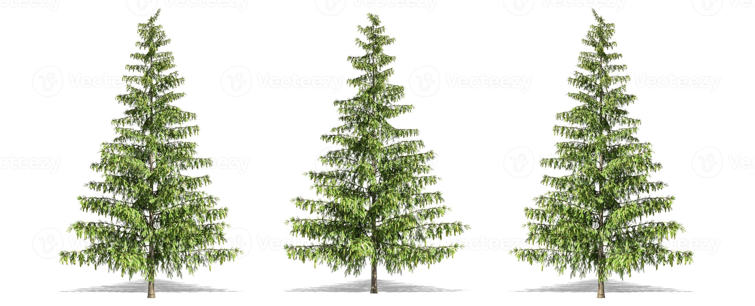 Beautiful Pinus tree isolated and cutting on a white background with clipping path. photo