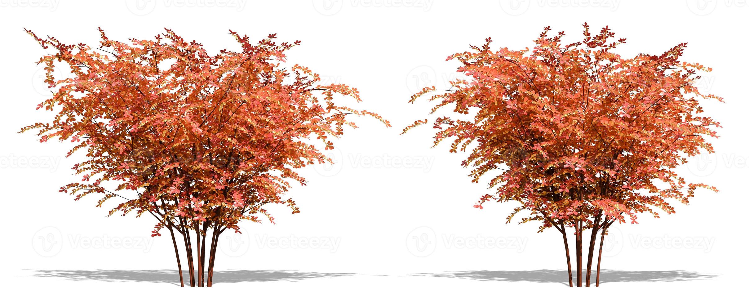 Beautiful tree isolated and cutting on a white background with clipping path. photo