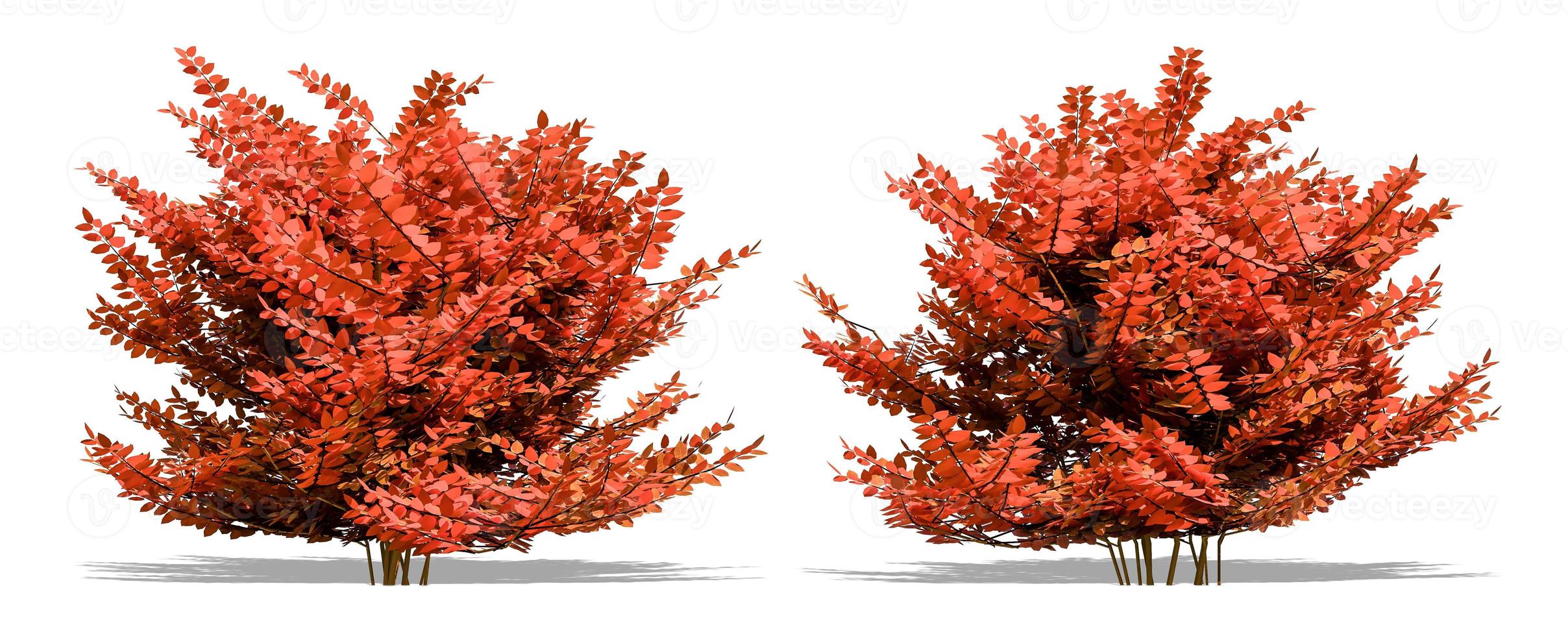 Beautiful tree isolated and cutting on a white background with clipping path. photo
