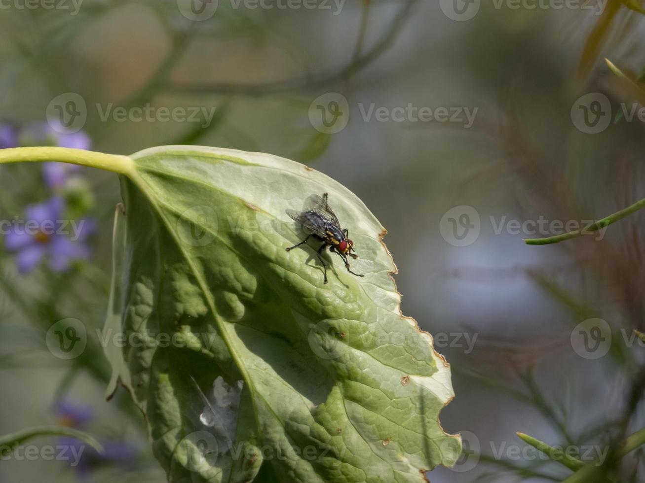 Fly with red eyes over a single green leaf photo