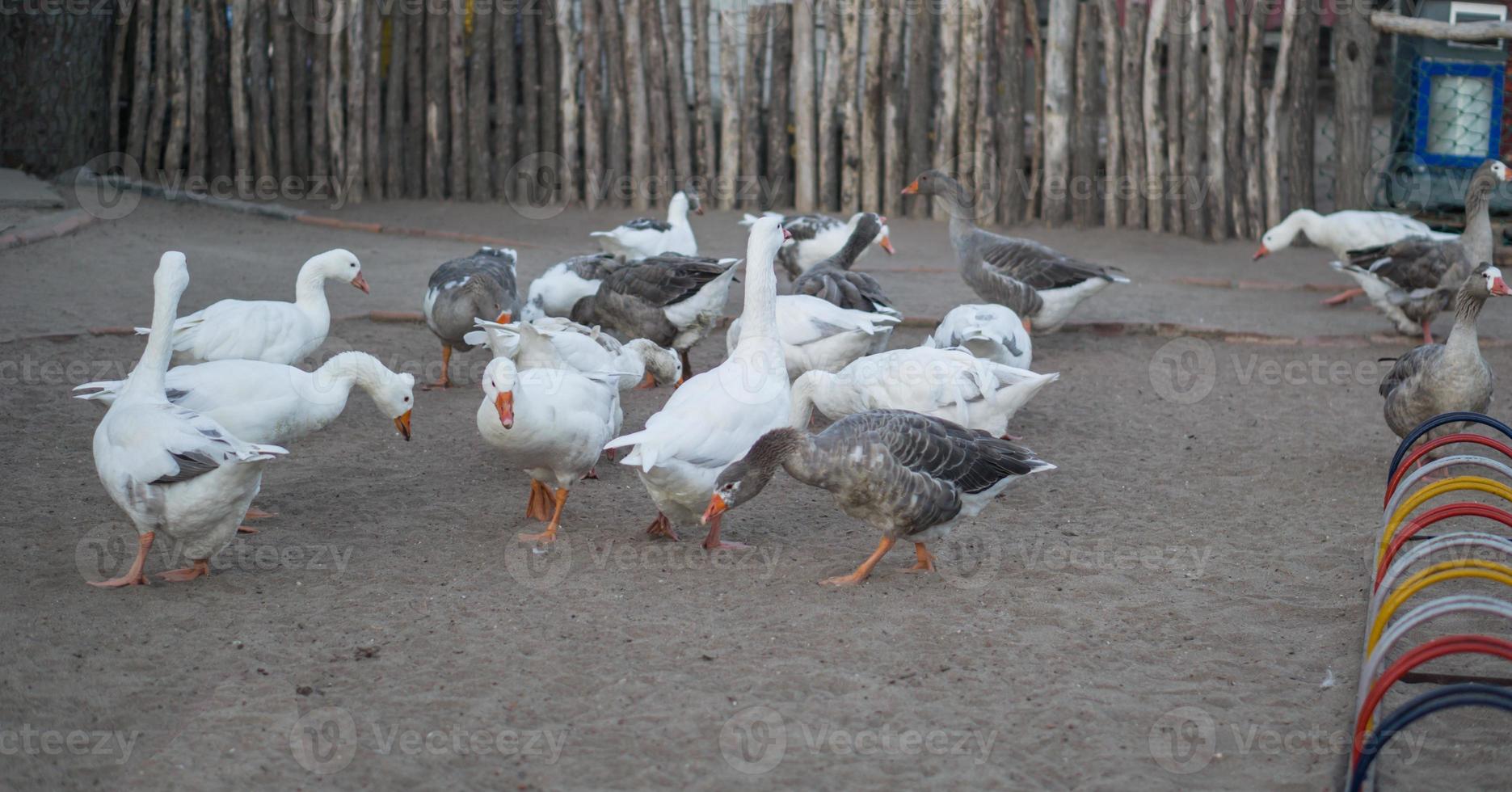 Group of ducks and gooses photo