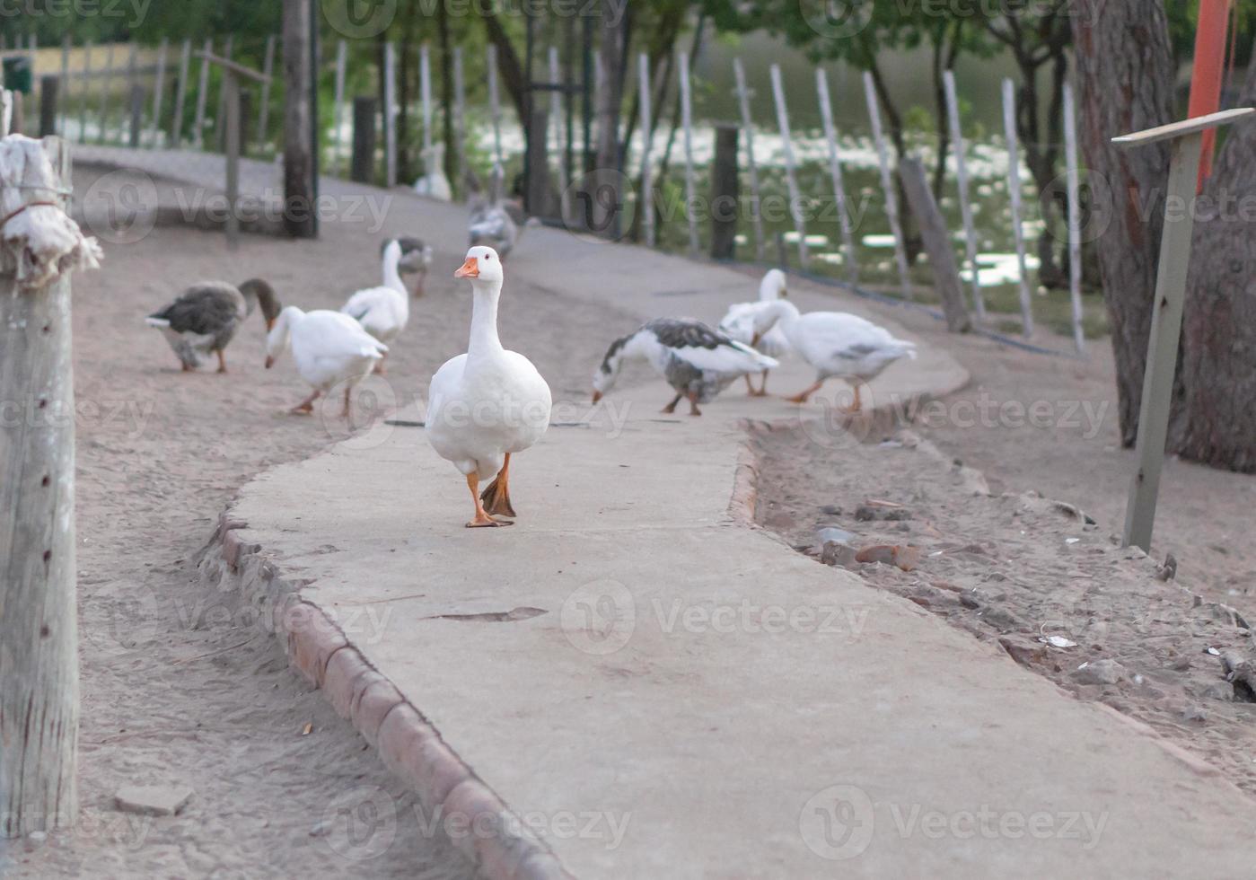 Duck walking tranquil away from flock, inside the path photo