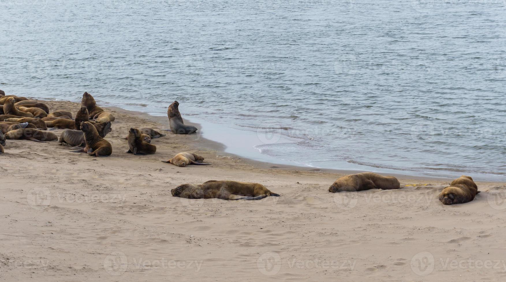 Sea lions resting in the sand photo