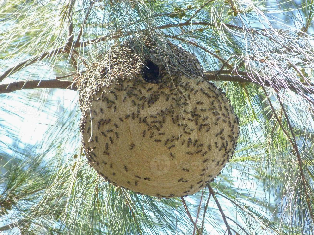 Big honeycomb of wasps hanging in a tree photo