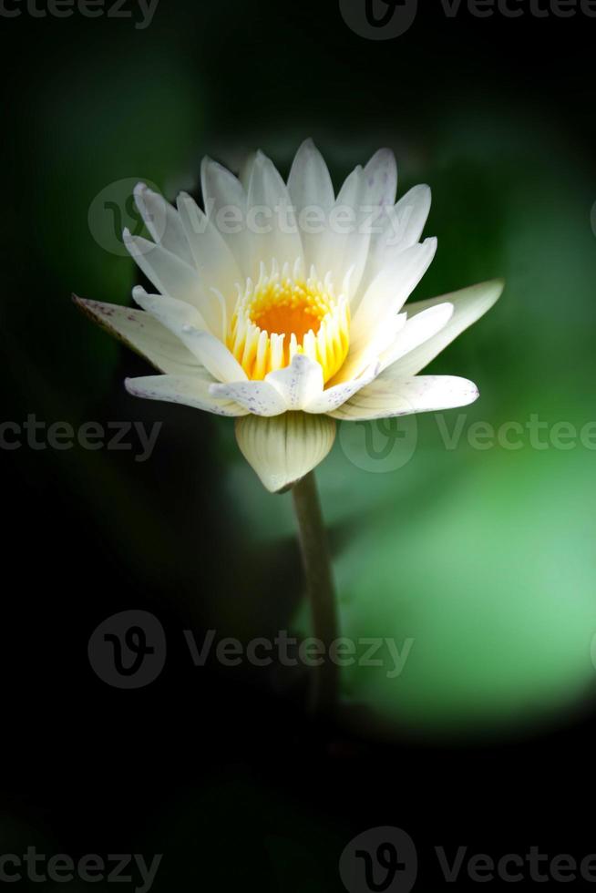 lighting soft  and white  lotus flower blooming  beauty nature photo