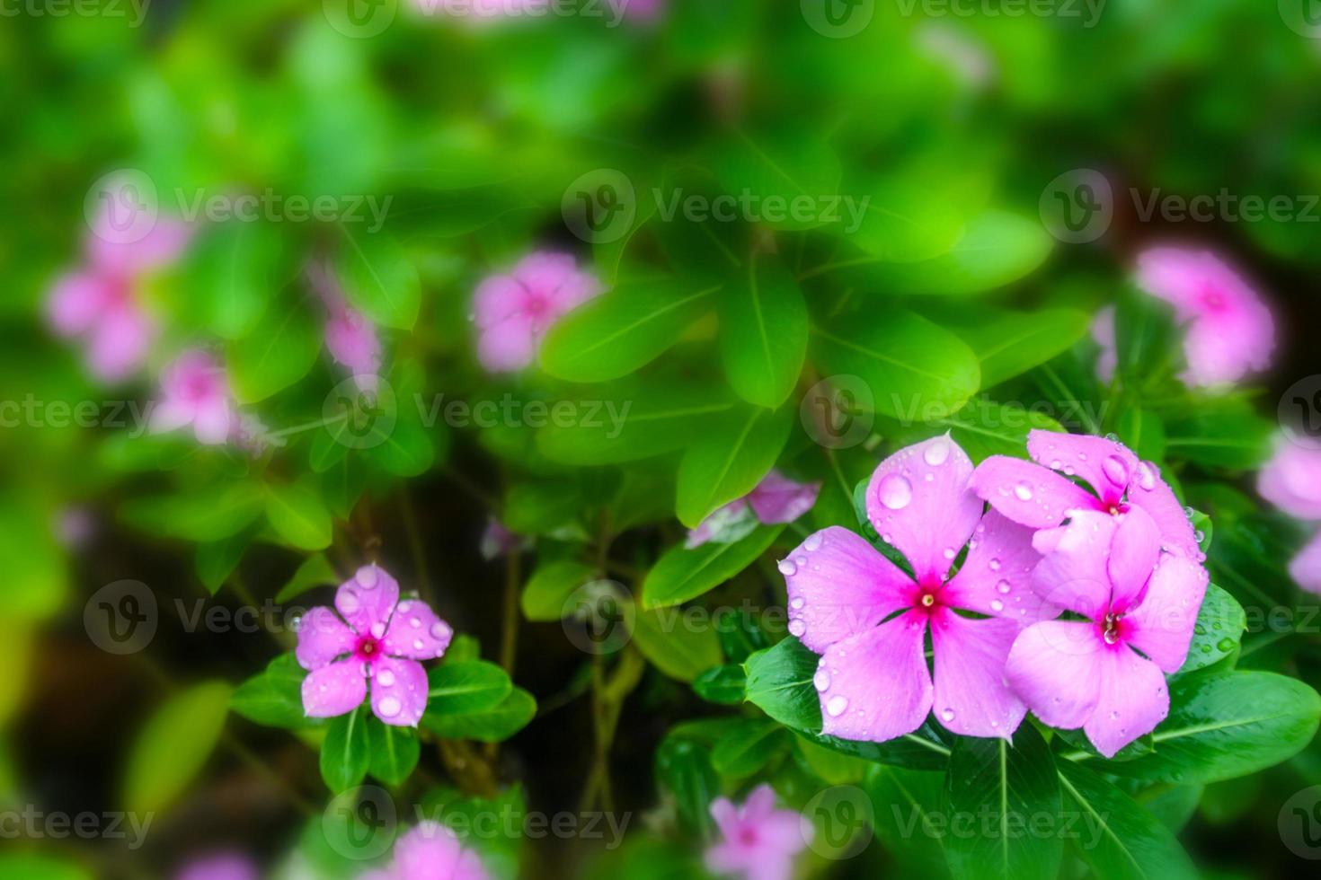 pink flowers blooming and light soft blur  in farm photo