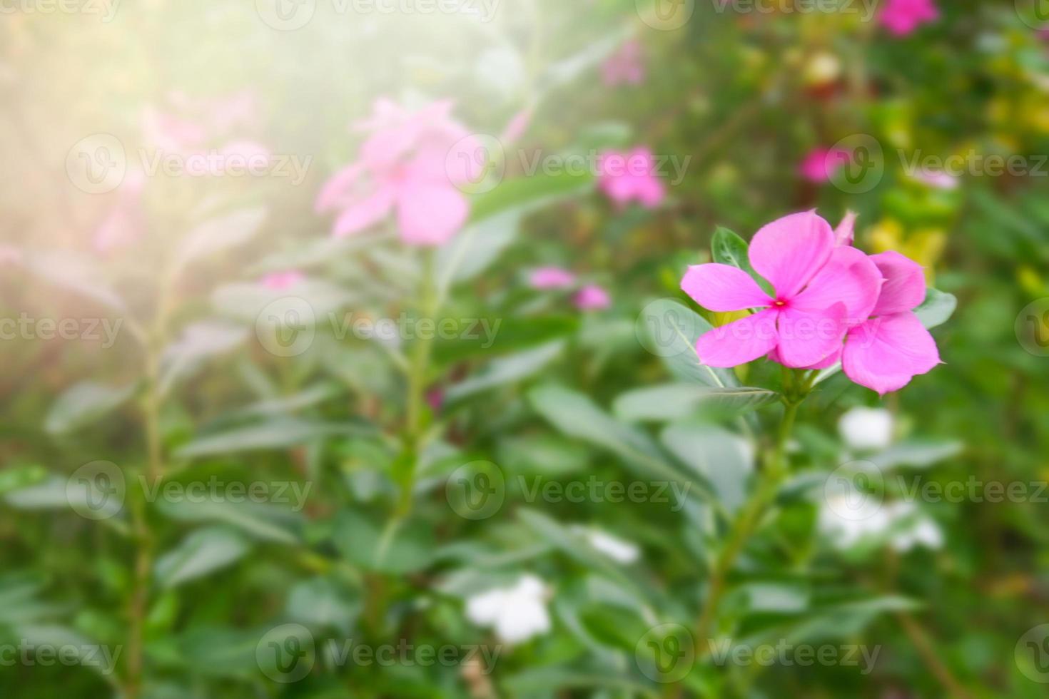 pink flowers blooming and light soft blur  in farm photo