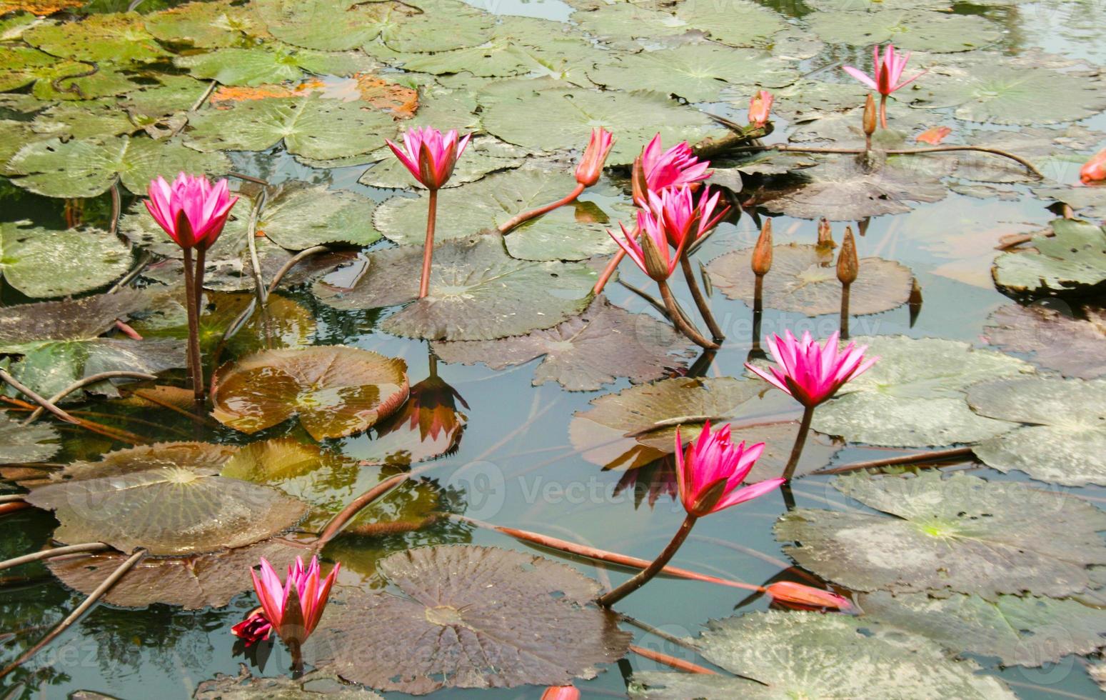 pink lotus blooming  in water garden park Thailand photo