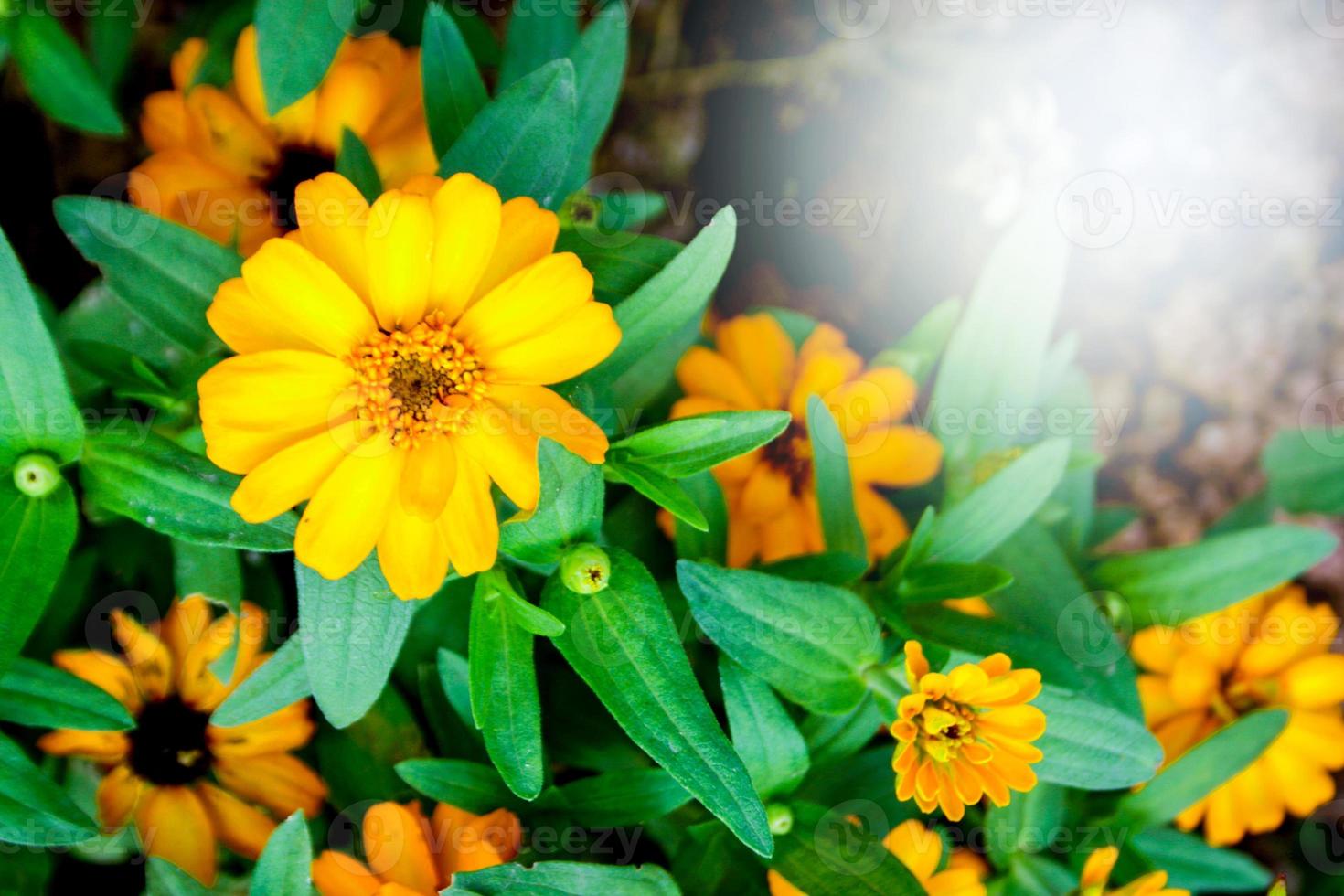 yellow flower blooming and light soft  in farm south Thailand photo