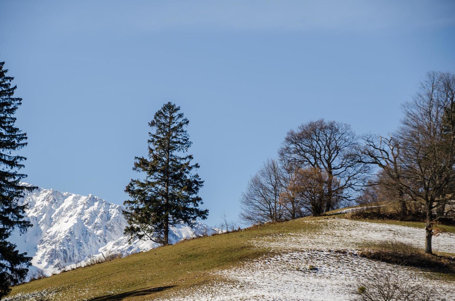 trees on hill photo