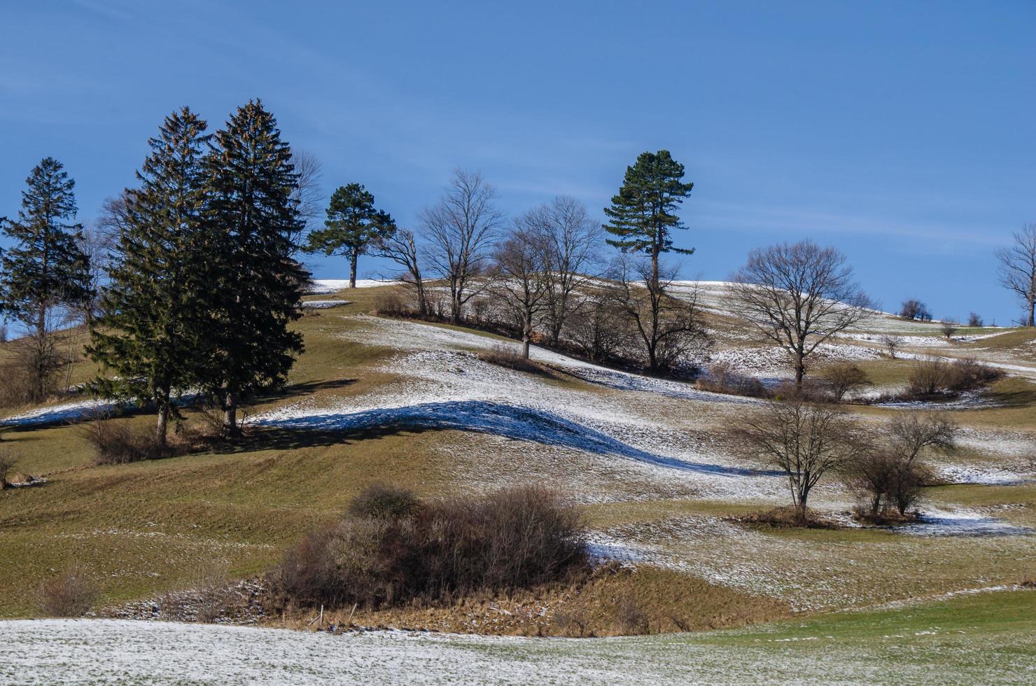 trees with snow on the hill photo