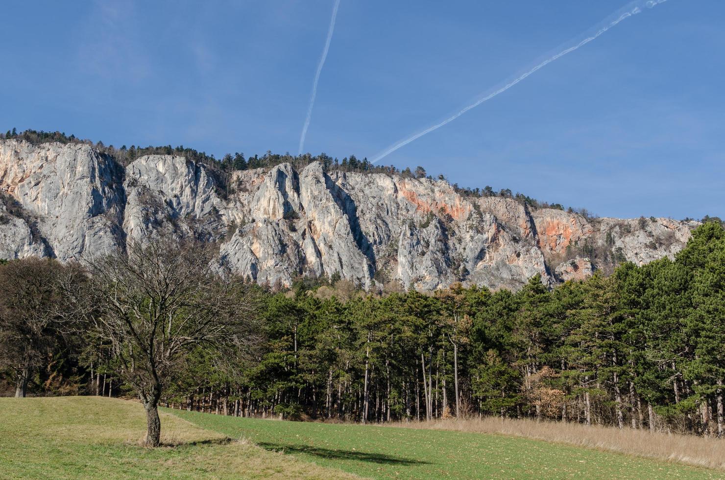 trees and rock wall photo