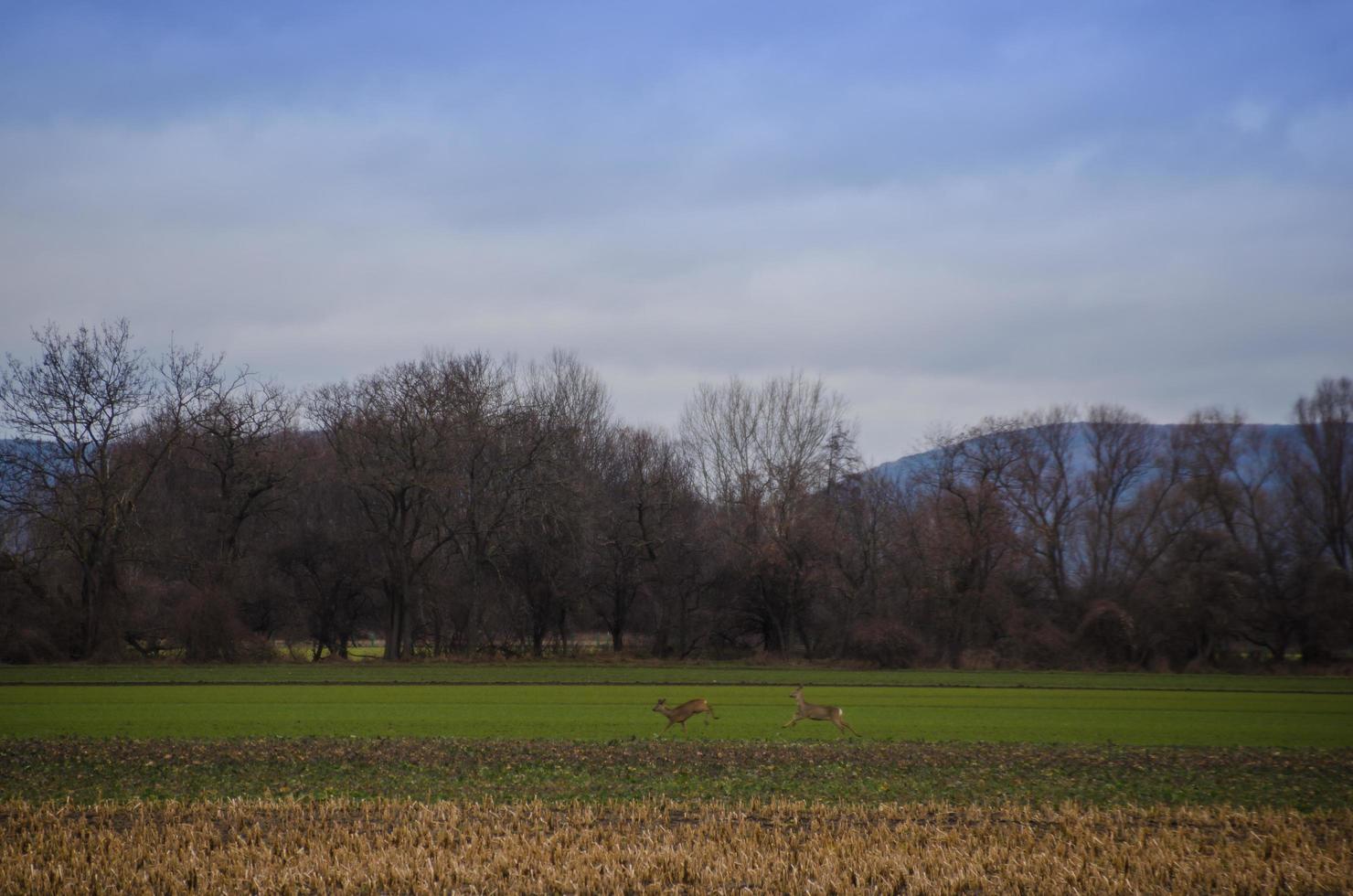 two deer running on field photo
