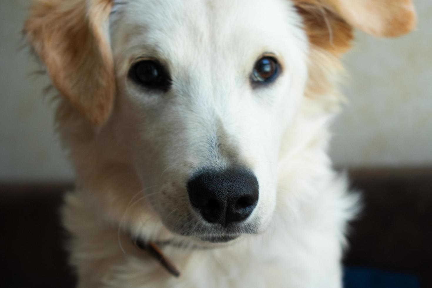 perro blanco en casa en el sofá mirando detrás de la cámara foto