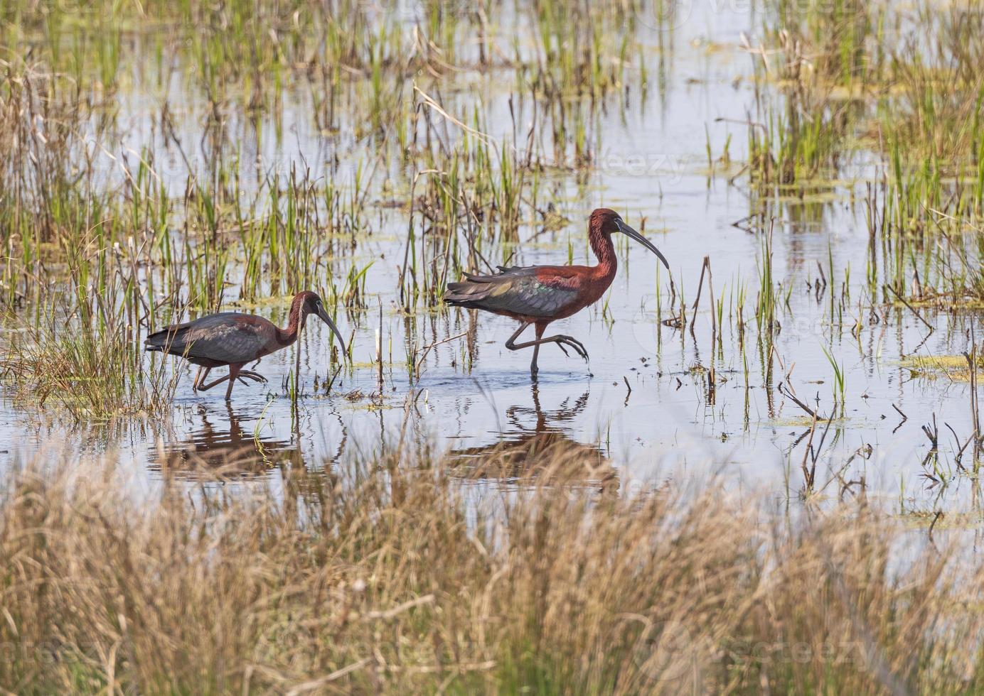 un par de ibis brillantes en un estanque de humedales foto